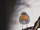 Oldenburg Film Festival to Open With Wordless Nature Documentary ‘Strange Neighbors’